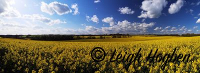 Rapeseed field panorama
Rapeseed (Brassica napus), also known as rape or oilseed rape
